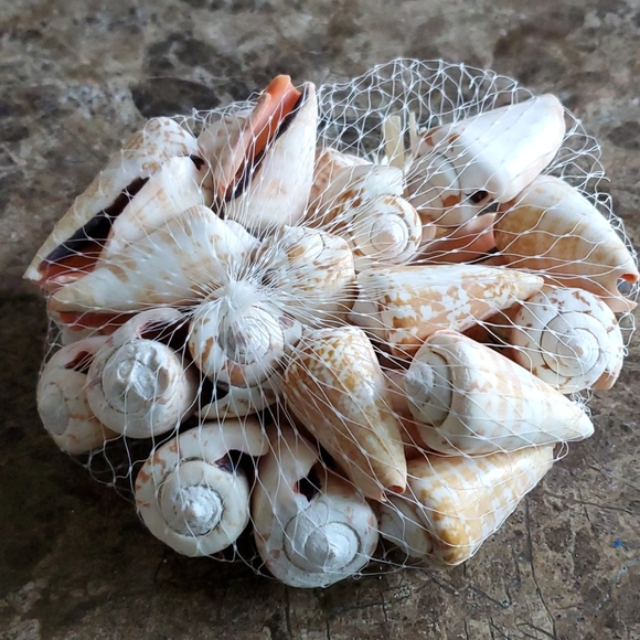 Sea Shells - Picture 4 of 4